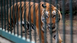 В Киевском зоопарке тигр напал на работника заведения