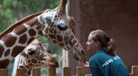 Фотоогляд: Жирафа встановила рекорд плодючості