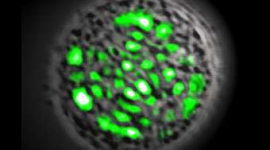 Вчені вивели живу клітину-лазер