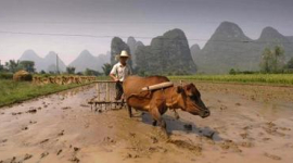 У Китаї може виникнути продовольча криза