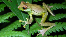 Ходячого сома та жабу, що співає, виявили в Індокитаї