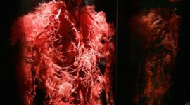 Кровоносні судини - новий спосіб вирощування