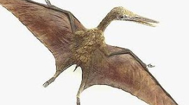 Палеонтологи знайшли докази існування найбільшого ящура, що поднімався в повітря