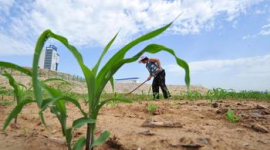 Китайские власти считают «слишком чувствительной» информацию о причинах импорта кукурузы