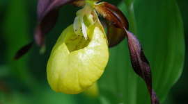 Орхидея года - «башмачок настоящий» 