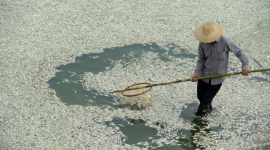 В Китаї річкова вода в деяких місцях стала чорною