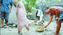 У Китаї живе свиня, яка пересувається тільки на передніх лапах