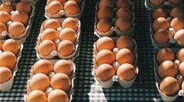 В США возвращают из продажи сотни миллионов яиц 