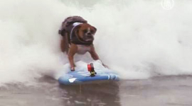 У Каліфорнії провели змагання для собак-серфінгістів
