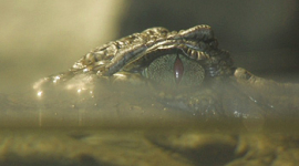 В Киевском зоопарке отметили День крокодила
