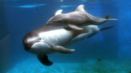 В Америці помирають дельфіни