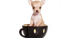 Найменший собака у світі — чихуахуа на прізвисько Бу-Бу