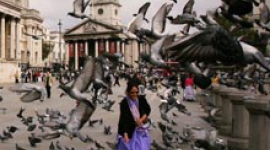 Міські голуби не поширюють пташиний грип