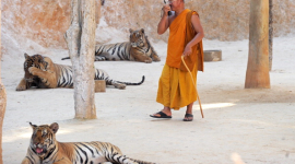 Надзвичайне місце: храм, в якому живуть тигри