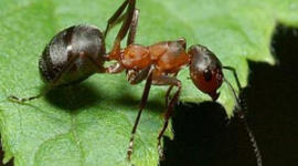Ученые обнаружили новый вид муравьев, способных жить под водой