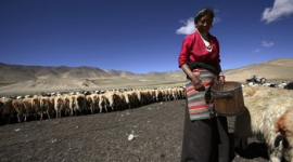 Жители Тибета страдают от сильной засухи