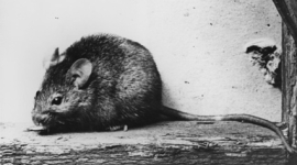 Пацюки не винні у розповсюджені чуми – кажуть вчені