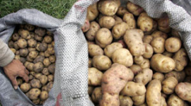 Рекомендації старого агронома: як зібрати хороший урожай здорової картоплі