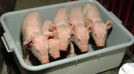 Влада США стверджує, що їжа з клонованих тварин безпечна. Канада поки сумнівається