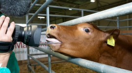 Естонські генетики клонували корову і отримали молоко