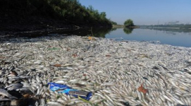 Около двух тысяч тонн рыбы погибло на юго-востоке Китая от утечки на предприятии