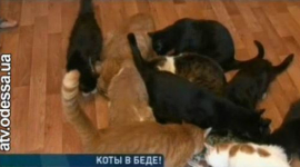 20 котов остались в беде после смерти хозяйки