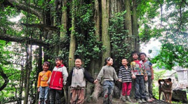 У провінції Гуйчжоу росте 4000-річне дерево гінгко