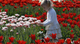 Фоторепортаж: тюльпаны, сирень и магнолии ждут киевлян в ботсаду