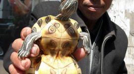 «Черепаха-гарбуз» із міста Хуайбей (фото)