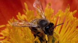 Раптове зникнення медоносних бджіл
