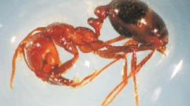 Знайдено останки найбільшого мурахи на планеті