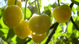 Щедрые дары природы. Какой сок предпочесть?