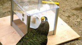 Ворони і папуги здатні використовувати незвичні для них типи інструментів