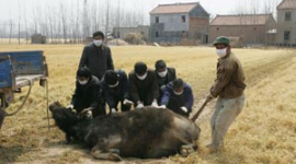 У Китаї виявлений спалах епідемії ящуру