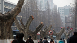 В китайском Нанкине полиция разогнала акцию в защиту деревьев