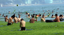 Китайські пляжі потерпають від нашестя зелених водоростей