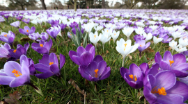 В світ прийшла весна: Фестиваль квітів