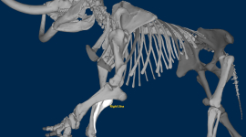 В Інтернеті відкрився музей палеонтології з 3D-моделями