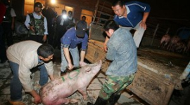 Власти Китая признали, что 18 000 свиней погибли от чумы