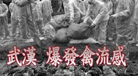 Вспышка птичьего гриппа произошла в провинции Хубэй. Китайские власти блокируют информацию об этом