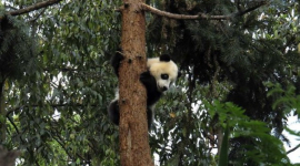 Виноградники можуть загрожувати пандам у Китаї