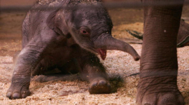 Фотоогляд:В Зоопарку Таронга народилося слоненя