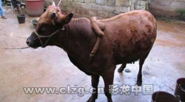 Шестинога корова з'явилася в одному з китайських сіл