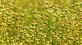 Вчені відкрили унікальні властивості насіння льону