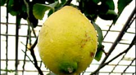 Лимон з насіння