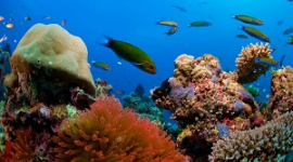 Большой Барьерный риф может исчезнуть в ближайшее время