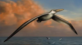 Археологи знайшли найбільшого птаха на планеті