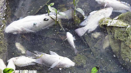 Десятки тысяч рыб погибли в Китае от очередного выброса в реку химических отходов