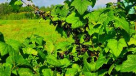 Вчені Великобританії визнали чорну смородину найкориснішою ягодою в країні