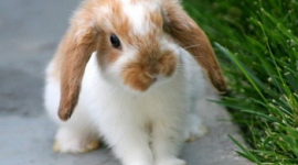 Народжені в рік Кролика, які вони?